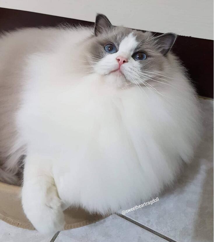 自带超大围脖的布偶猫,这是在一颗蛋上,长了个猫头吧!