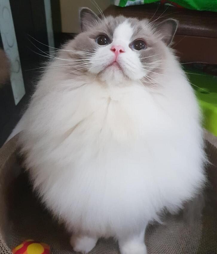 自带超大围脖的布偶猫,这是在一颗蛋上,长了个猫头吧!