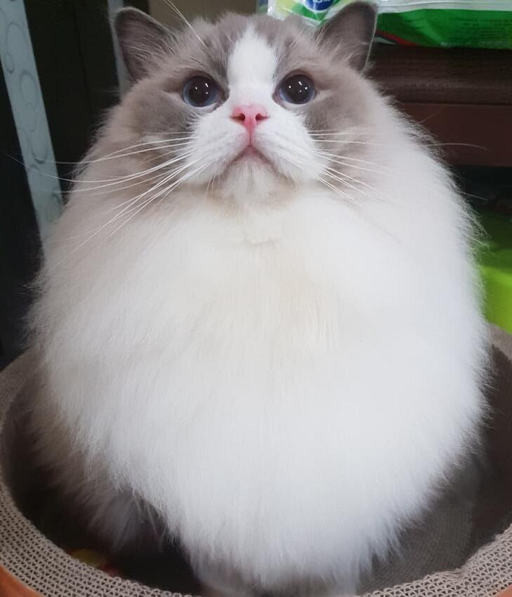 自带超大围脖的布偶猫,这是在一颗蛋上,长了个猫头吧!