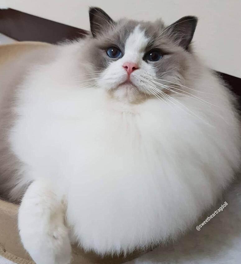自带超大围脖的布偶猫,这是在一颗蛋上,长了个猫头吧!
