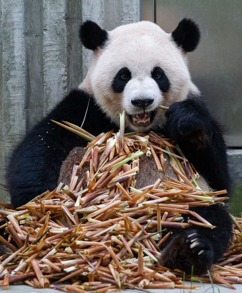 熊猫:萌啥子哟,我是要雄起!