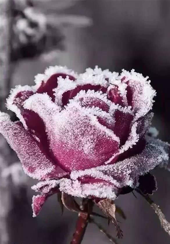 心理学:3朵冰玫瑰,选一朵最美的,测你2019什么运气最旺!