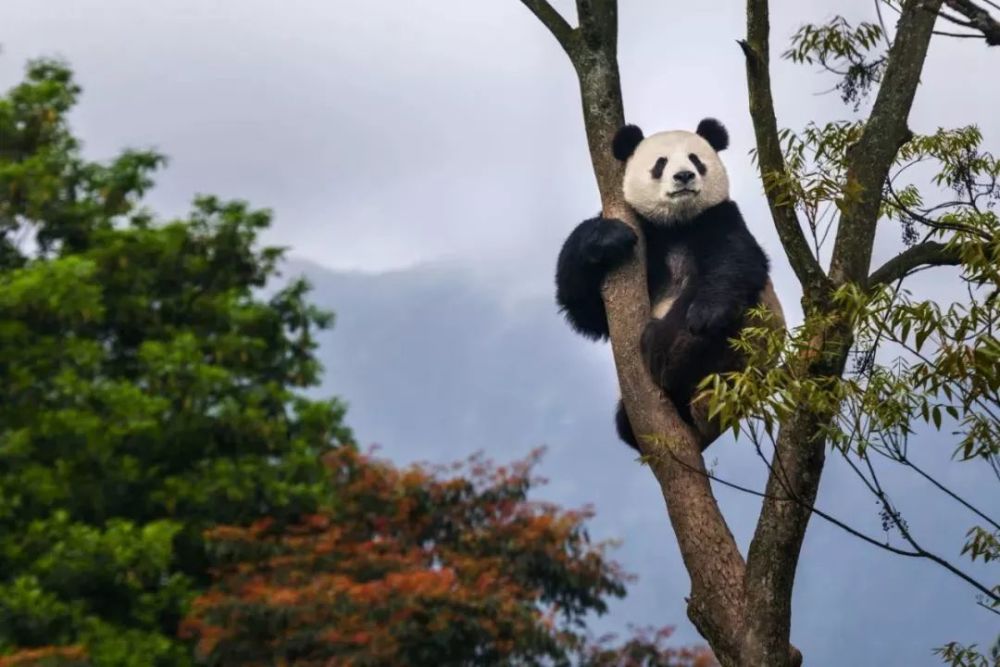 我擅长爬树 (爬树的大熊猫,摄影师@周孟棋)