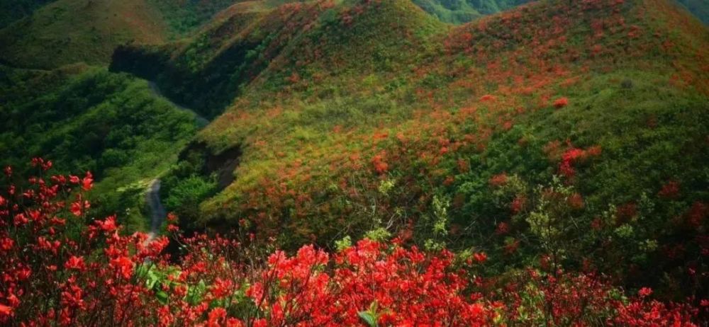 常宁杜鹃花海已上线,春风十里,我在这里等你