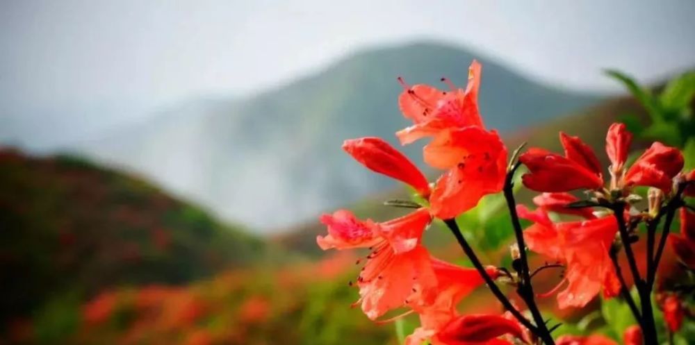 常宁杜鹃花海已上线,春风十里,我在这里等你