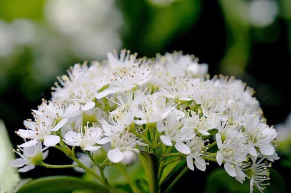 石楠花是什么梗?史上最污的花