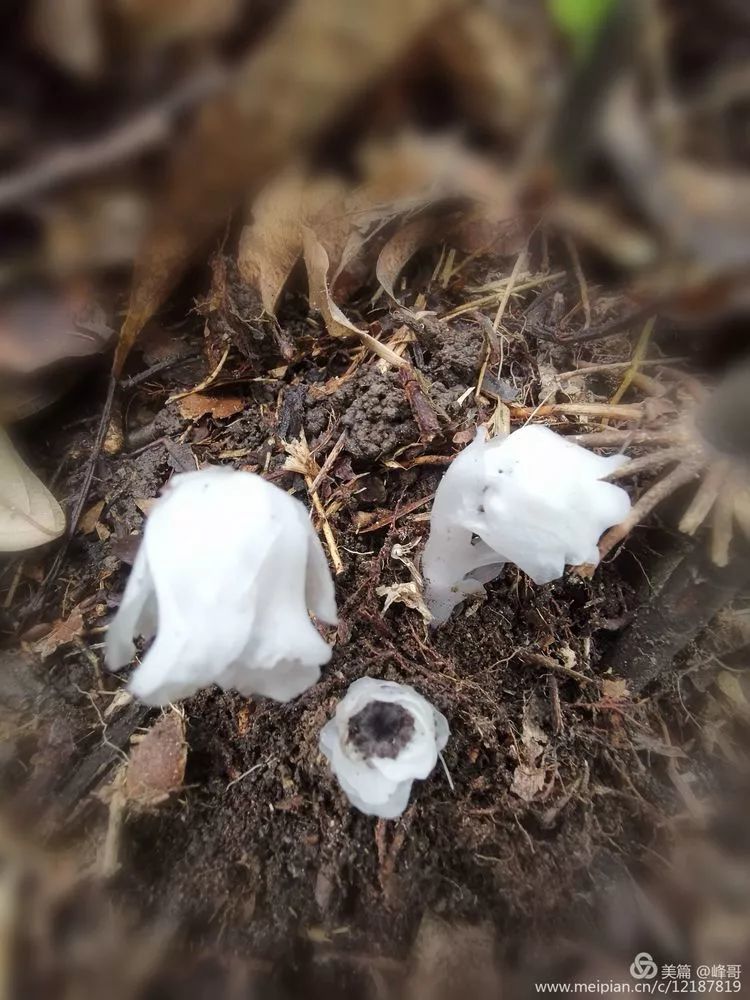 专家提醒:如果在野外发现水晶兰,最好不要采摘,因为野生水晶兰对生长