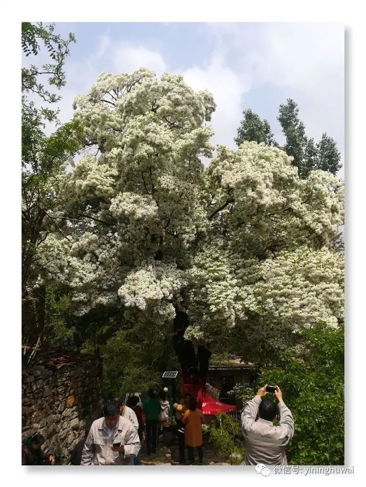 费县土山后村有2棵流苏树,村中一棵已经有两千年的历史,树干粗四人