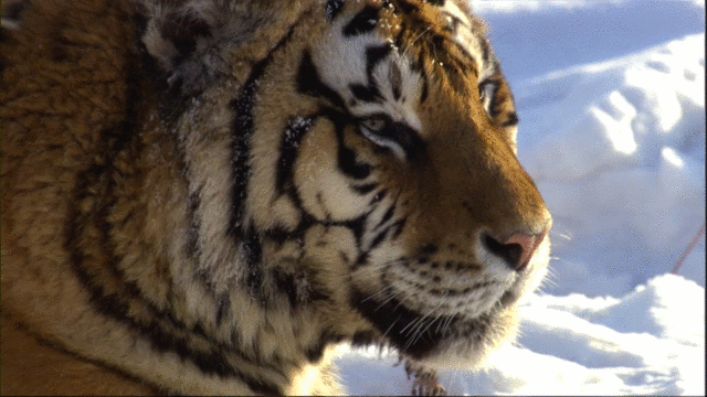 中国拥有很多稀有野生动物. 他们当中,有凶猛威武的西伯利亚虎.