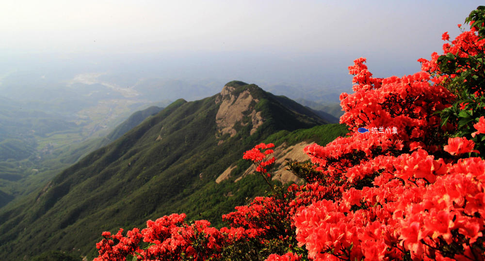 湖南衡阳南岳衡山 五处赏杜鹃花秘境大公开!趁五一还不赶快来!