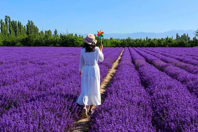 不必去遥远的普罗旺斯,在新疆伊犁也有美丽薰衣草花海