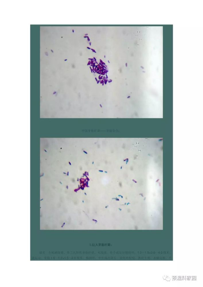 芽孢杆菌形态特征