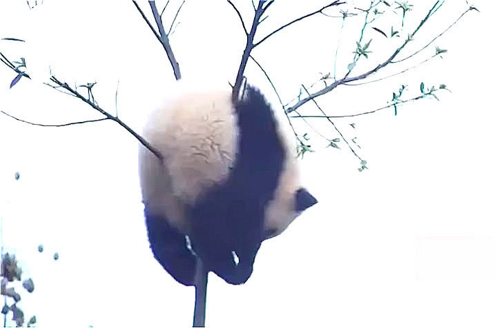 这只熊猫火了,自己爬到树杈上,偏偏没法爬下来