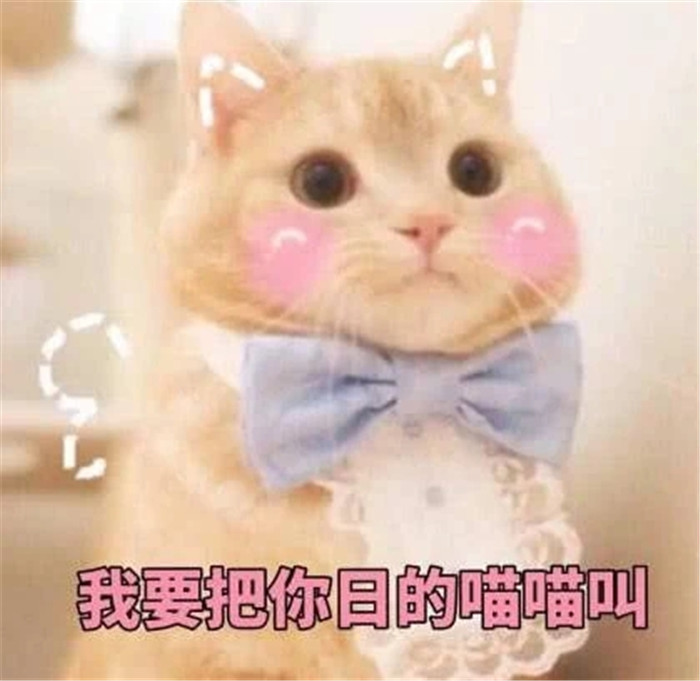 可爱萌宠猫咪表情包:老娘不发威,你做我男朋友吧