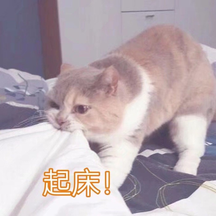 可爱萌宠猫咪表情包:长得可爱就是麻烦!