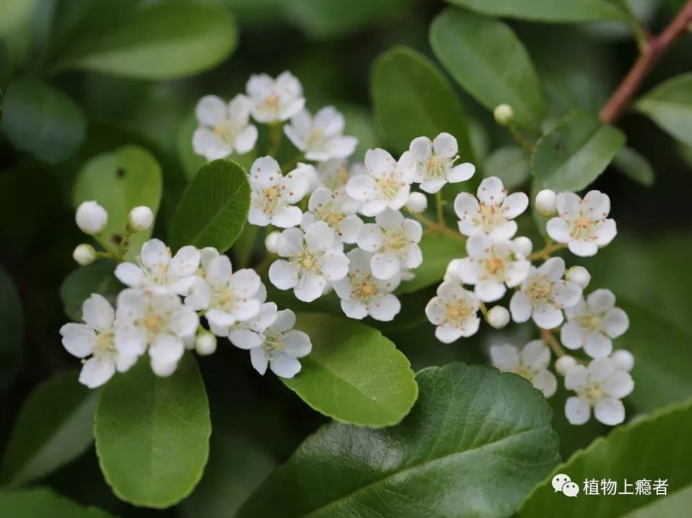 复伞房花序