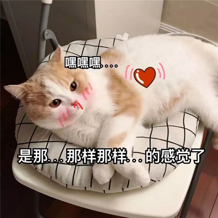 可爱萌宠猫咪搞笑表情包:那么凶干嘛!