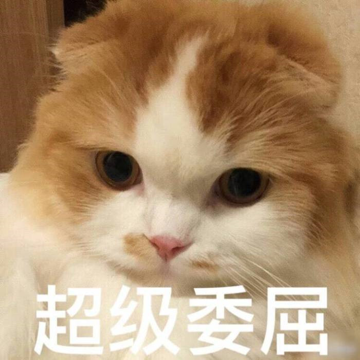 可爱萌宠猫咪搞笑表情包:你都没有胸,你凶什么凶!