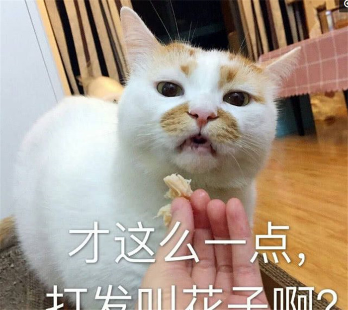 可爱萌宠猫咪表情包:满脸都写着高兴,浑身充满干劲!