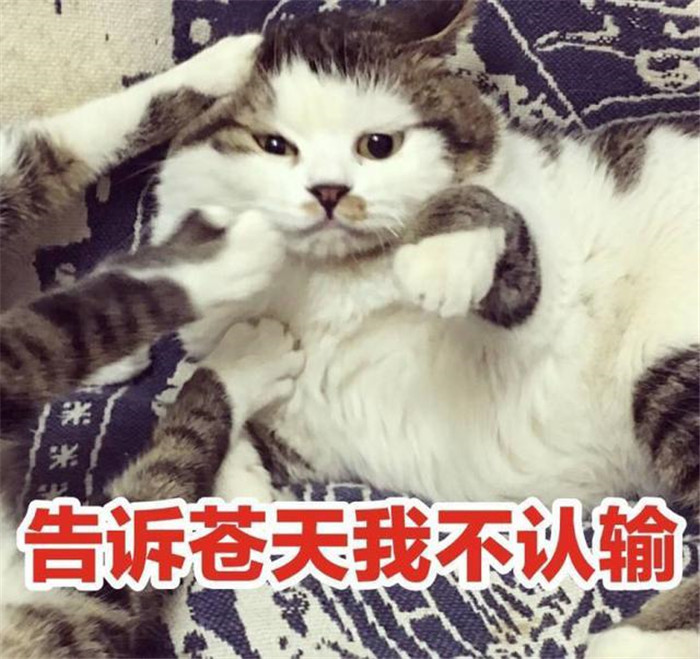 可爱萌宠猫咪表情包:满脸都写着高兴,浑身充满干劲!