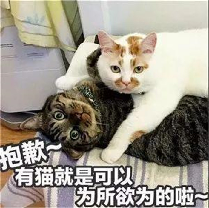 可爱萌宠猫咪表情包:抱歉,有猫就是可以为所欲为的啦!