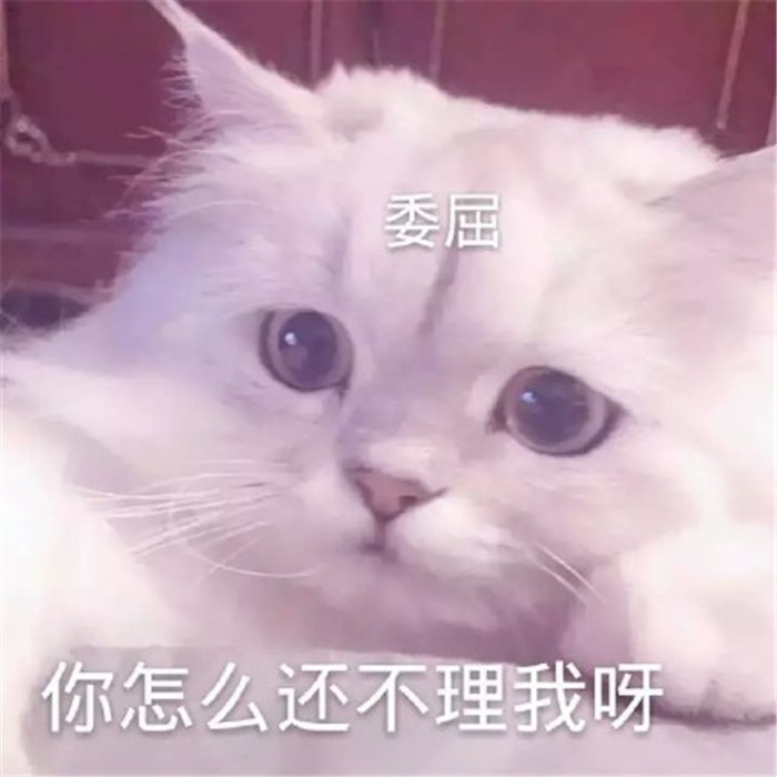 可爱萌宠猫咪表情包:我吃太多被关起来了,委屈!