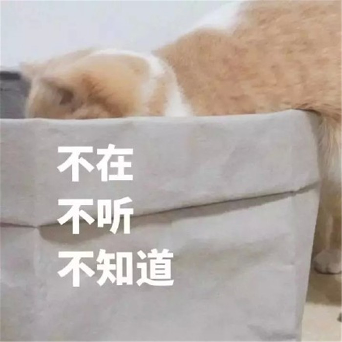 可爱萌宠猫咪表情包:我吃太多被关起来了,委屈!