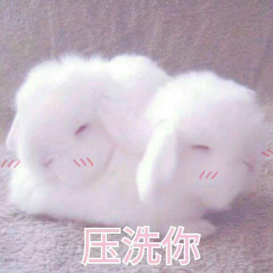 可爱萌宠表情包!