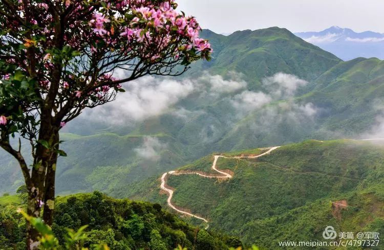 "五一"热门景点——阳春鸡笼顶,独一无二的漫山花海