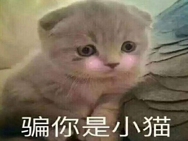 真的你们都别再动了,让人脑袋都打了,不骗你的,骗你是小喵啊