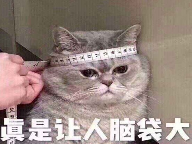 最可爱喵咪表情包:骗你是小喵啊,你们让人感觉好头大啊