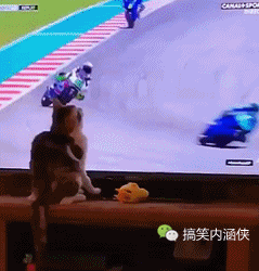 搞笑gif趣图 犹抱琵琶半遮面,笑靥如花赛天仙