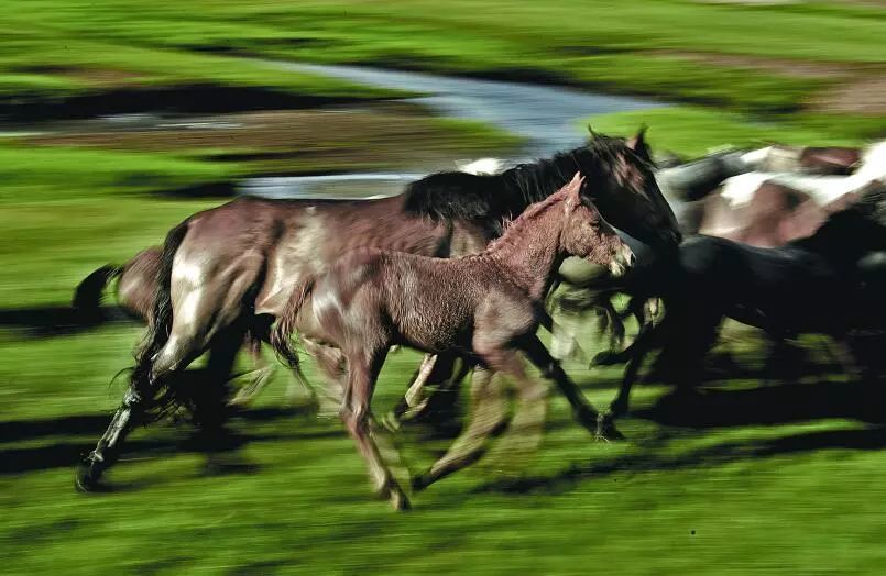 2、90年婚姻劫难:年属马属马人的婚姻及命运线