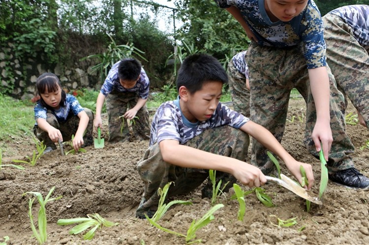 小学生种菜除草.