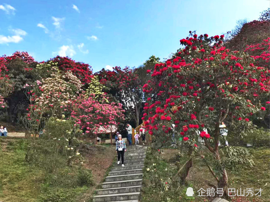 4月5月是观赏杜鹃花的季节,你见过绵延百里的野生杜鹃