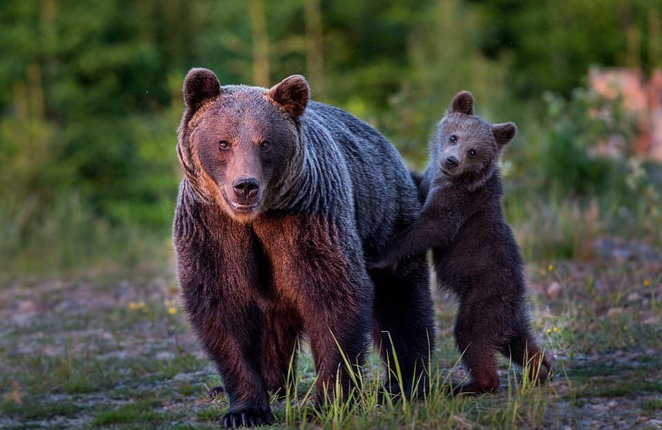 棕熊在斯洛伐克
