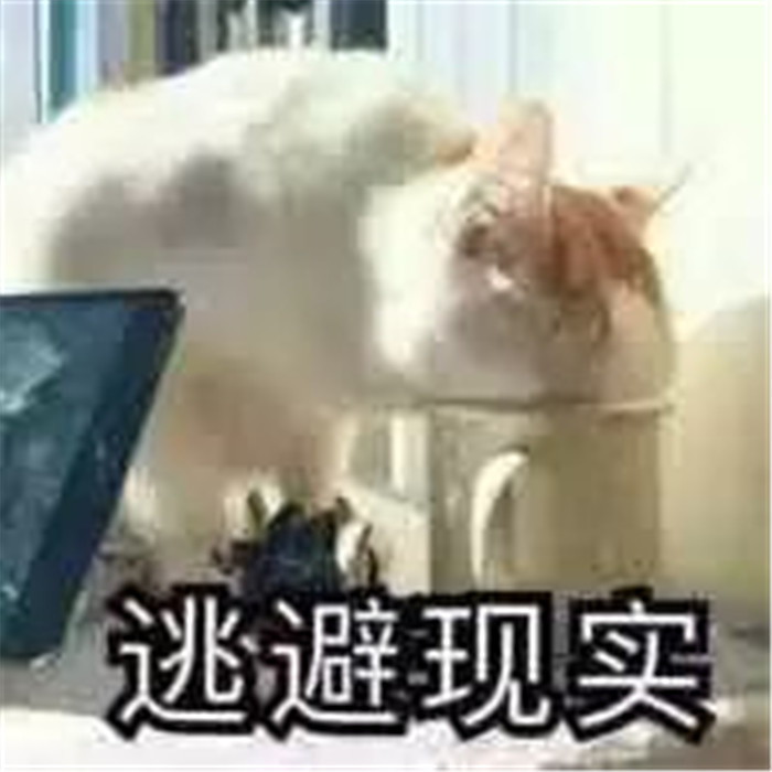 可爱萌宠猫咪斗图表情包:刚睡醒不想理你!