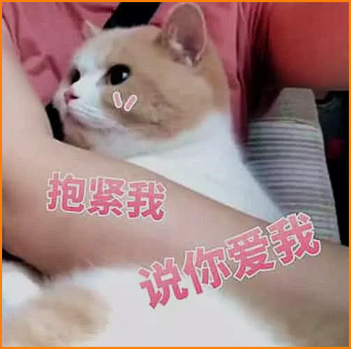 超火"喵星人"表情包,快说你爱我,不然我就恶龙咆哮