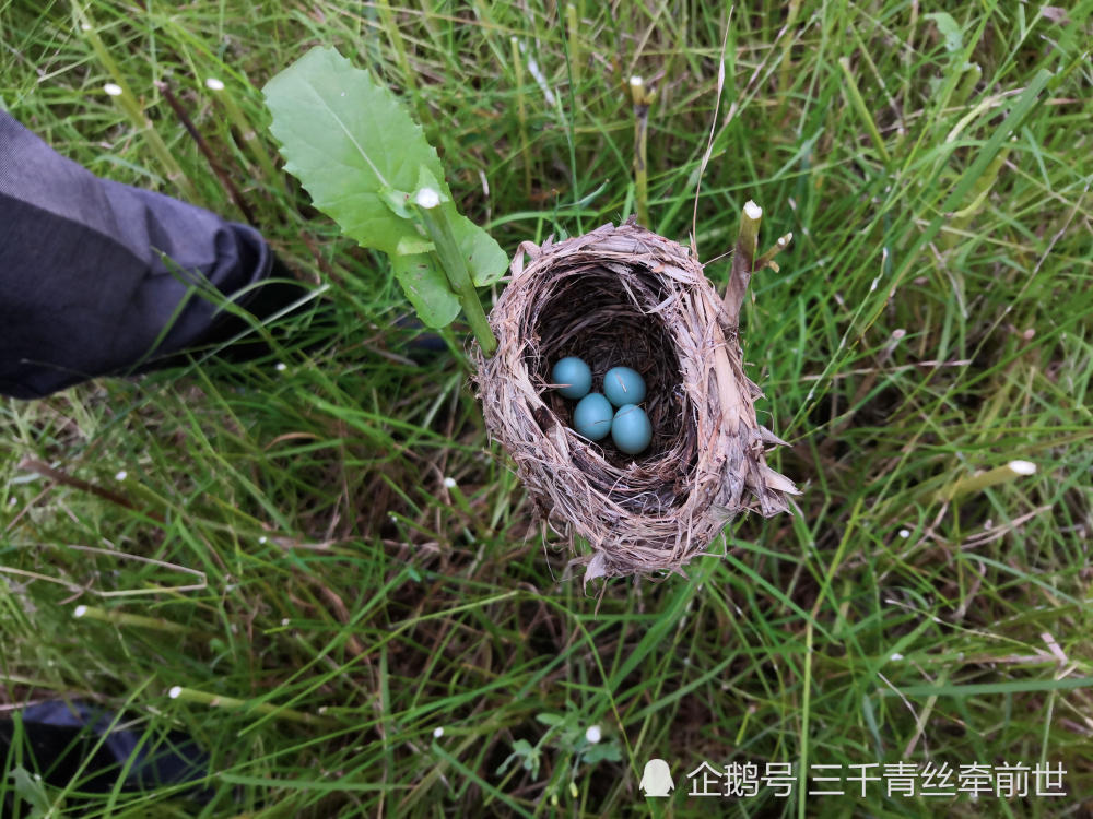 油菜地里的绿色蛋,有谁知道这是什么鸟的蛋吗?