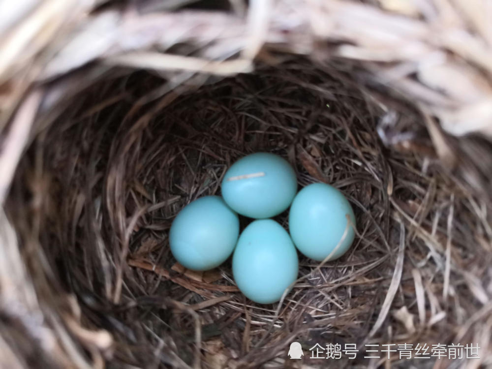 油菜地里的绿色蛋,有谁知道这是什么鸟的蛋吗?