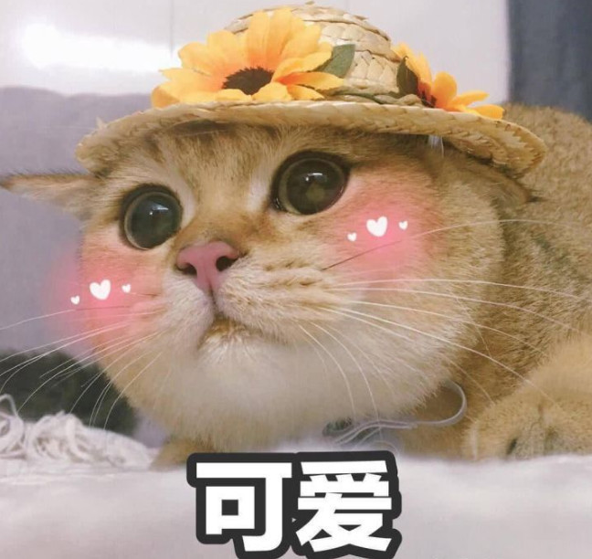 搞笑超萌的猫咪表情包,你在干嘛呀