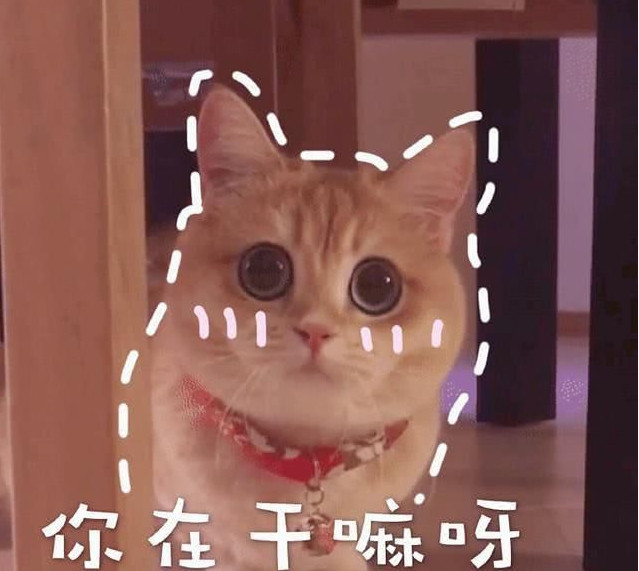 搞笑超萌的猫咪表情包,你在干嘛呀