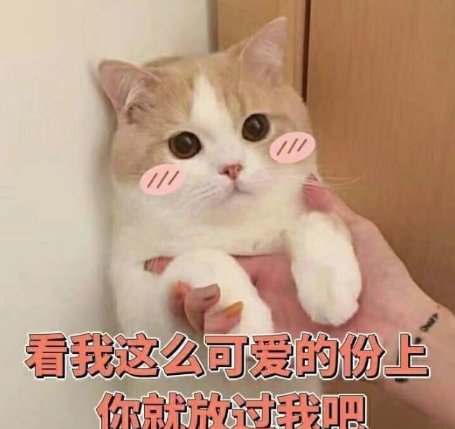 搞笑超萌的猫咪表情包,抱抱我嘛