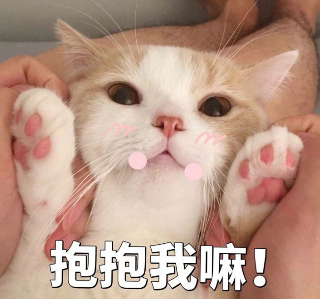 搞笑超萌的猫咪表情包,抱抱我嘛