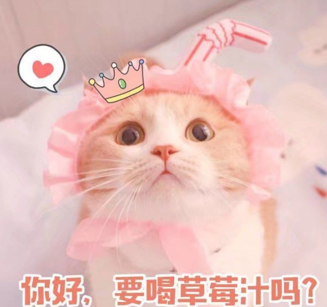 搞笑超逗的猫咪表情包,窝在你怀里撒娇
