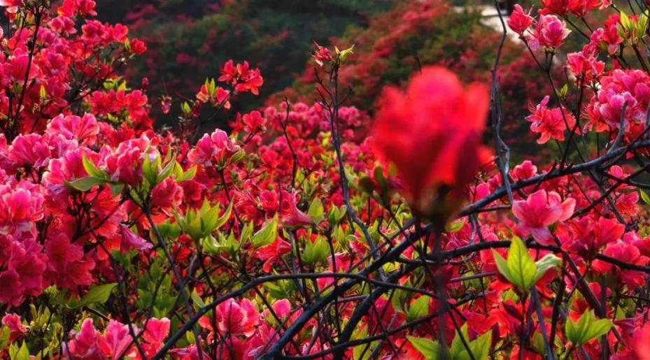 湖南杜鹃花海,那一山自然的红,中国最美杜鹃圣地!