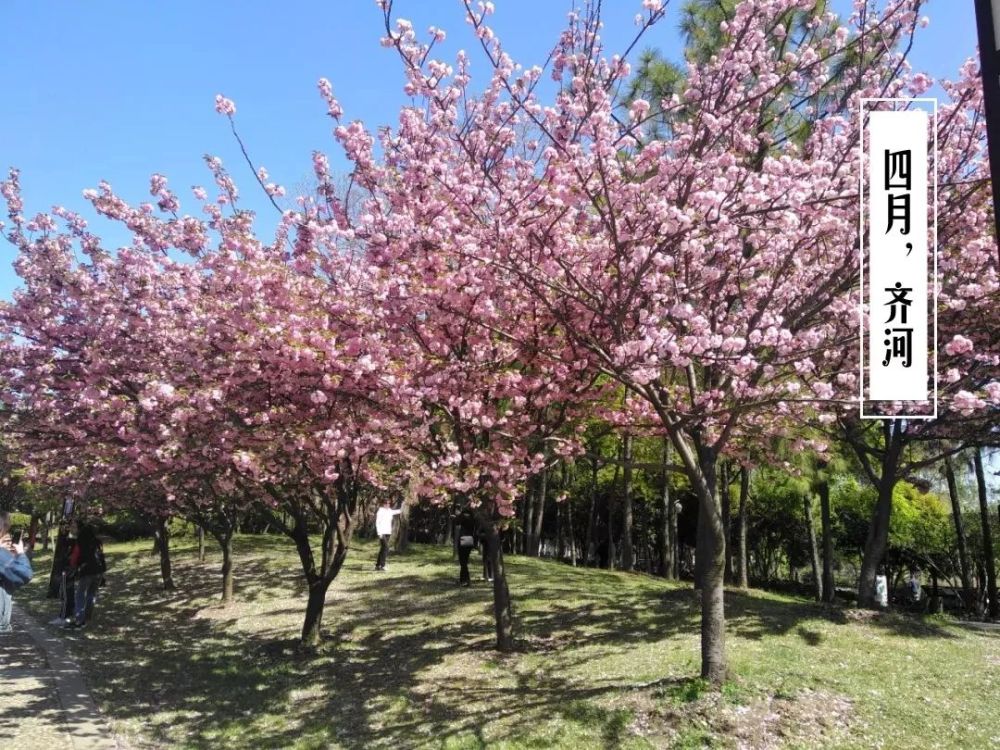 即将过去的4月,最难忘的是齐河的晚樱树!