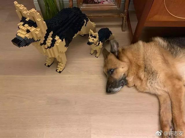 郑秀文为许志安爱犬庆生,这个细节透露出两人已和好如初?