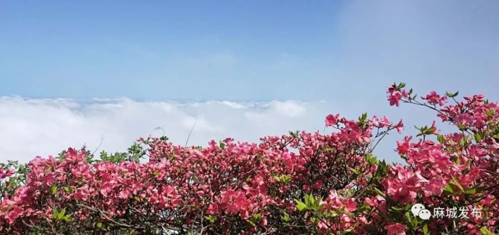 杜鹃花海,麻城,龟峰山风景区,央视,麻小布,杜鹃花