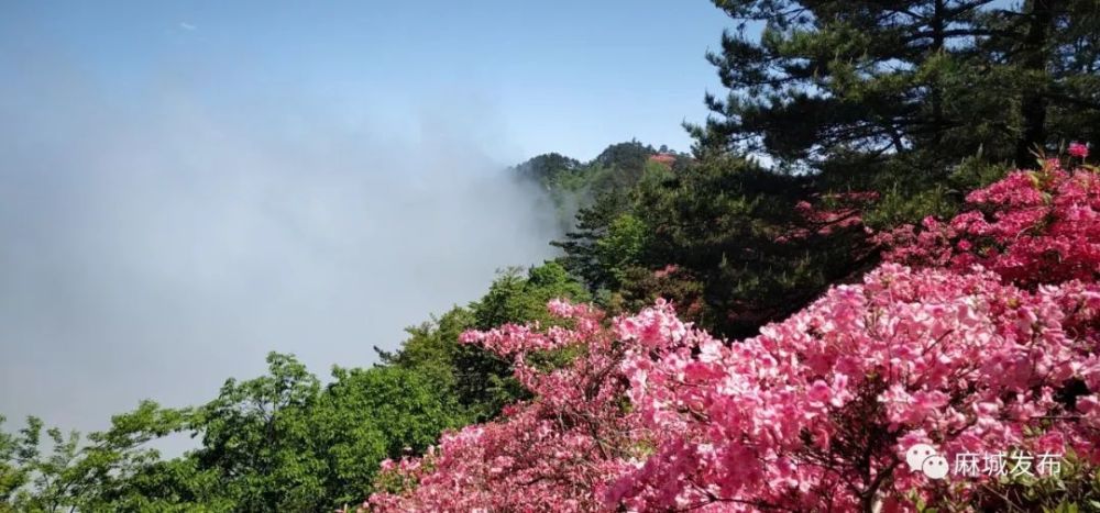 杜鹃花海,麻城,龟峰山风景区,央视,麻小布,杜鹃花